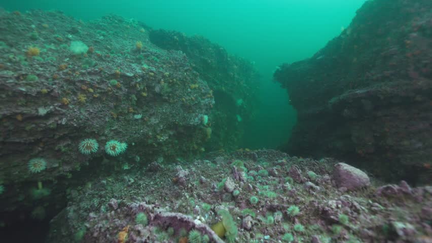 Cold water reef during a dive in Quebec, Canada.