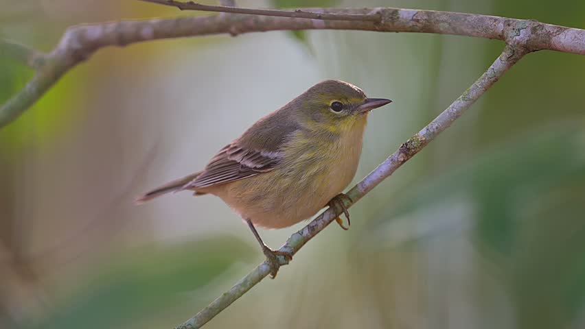 Cinematic style close up of a pine warbler perched on a branch looking around in curiousity