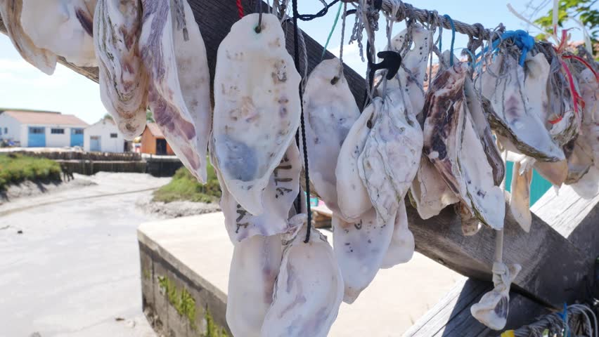 Oysters shells hanging from a bridge. Left by tourists with their names on it. Oleron island, France.