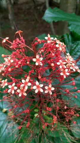 wild red flower at the waterpark
