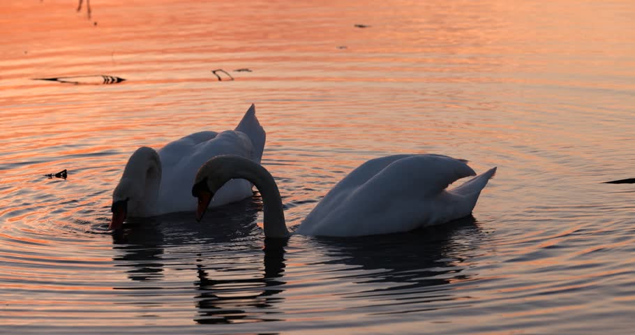 swan on the lake during sunset, beautiful sunset on the lake and silhouette of one swan in spring