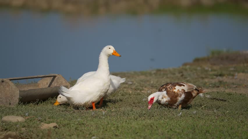 White domestic goose walking along the grass in park. Greylag geese is species of large in