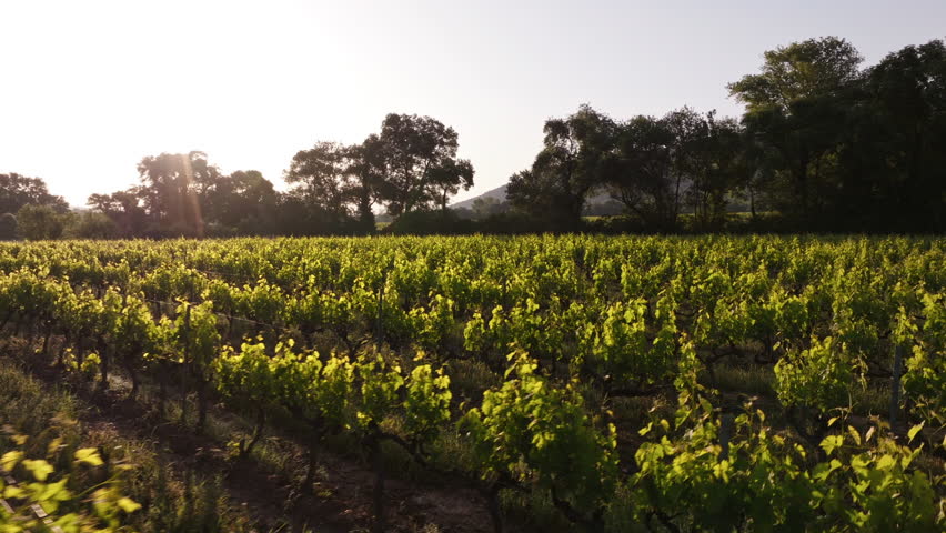 Golden sunlight illuminates lush vineyards in the countryside during early morning. The landscape showcases rows of grapevines, surrounded by trees and mountains in the distance.
