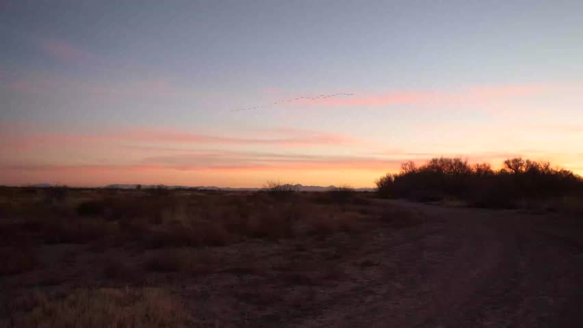 Sandhill cranes flying over the horizon with the sunsetting behind silhouetted trees.