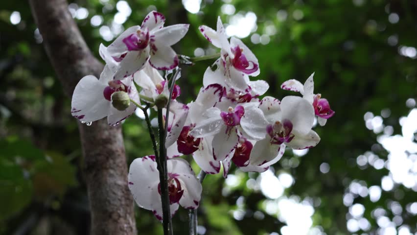Phalaenopsis  Dark Slash or Phalaenopsis Orchid white , Phalaenopsis amabilis, known as the moon orchid, its a species of flowering plant in the orchid family Orchidaceae