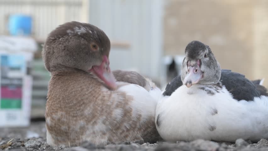 Domestic geese and ducks walking on a farm
