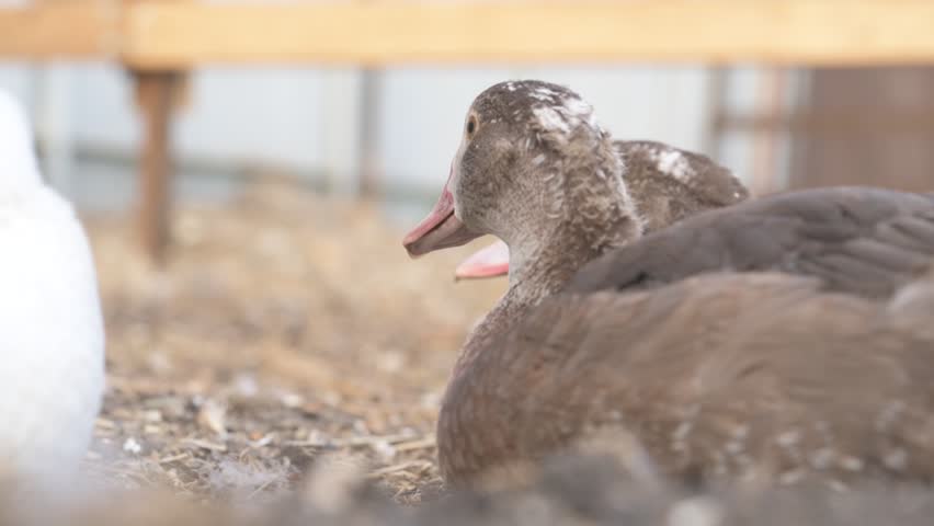 Domestic geese and ducks walking on a farm