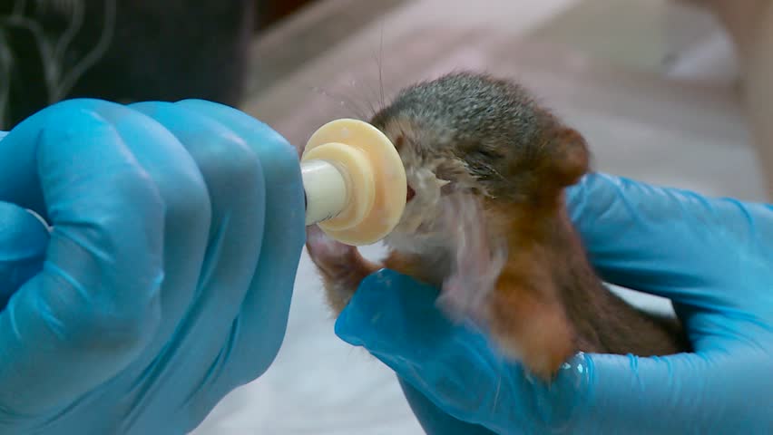 animal shelter feeding baby squirrels and hedgehogs