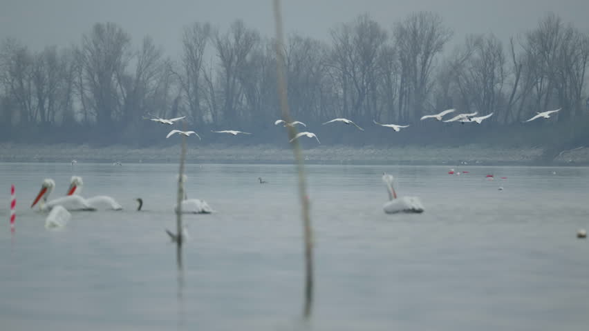 A flock of Dalmatian pelicans take off from Lake Kerkini Greece