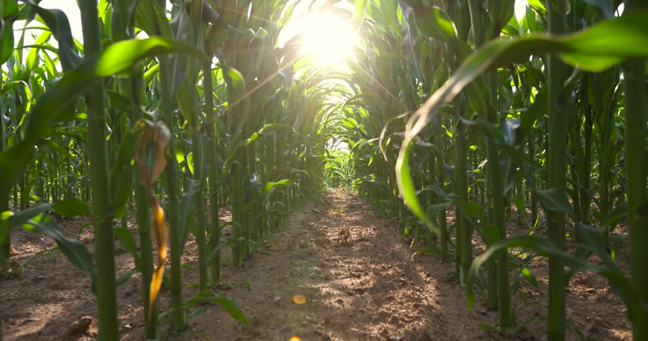 tall stalks of green sweet corn in sunny weather, a field with a crop of corn plants on a blue sky background