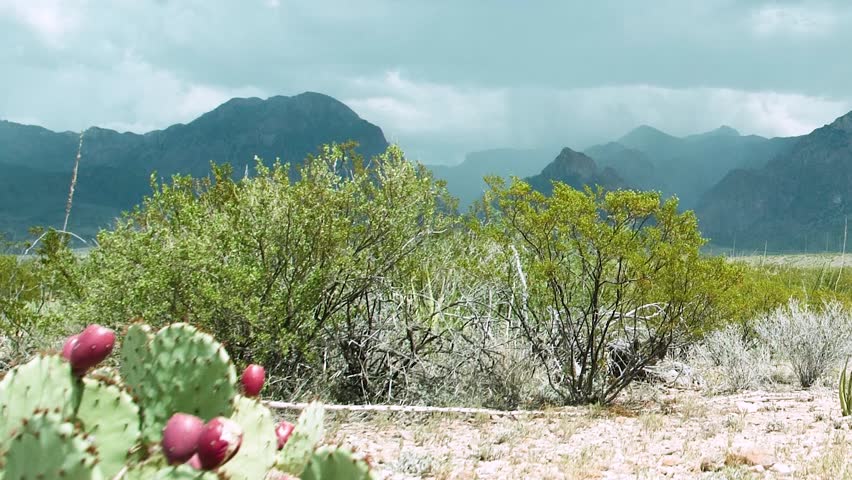 Big Bend National Park (panning shot): The Texas desert skyline reveals dark clouds over rugged mountains, steady rain falling, and cacti swaying in the wind, showcasing nature