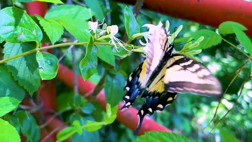 Eastern Tiger Swallowtail Papilio glaucus Butterfly during late Spring early Summer time of year out in Tennessee enjoying a flower and having a good time. This is the 720p version of a matching clip.
