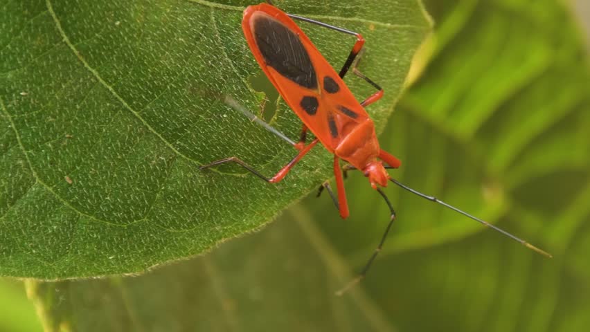Close-up video of a red insect resting on a vibrant green leaf, perfect for nature, wildlife, and macro videography themes.
