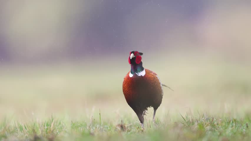 Bird - male Common pheasant Phasianus colchius Ring-necked pheasant in natural habitat wildlife Poland Europe