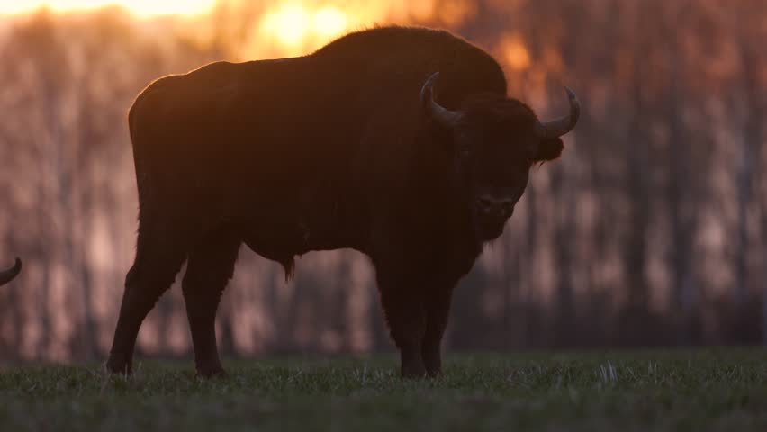 Mammals - wild nature European bison ( Bison bonasus ) Wisent bull standing on the winter field without snow sundown North Eastern part of Poland, Europe Knyszynska Primeval Forest