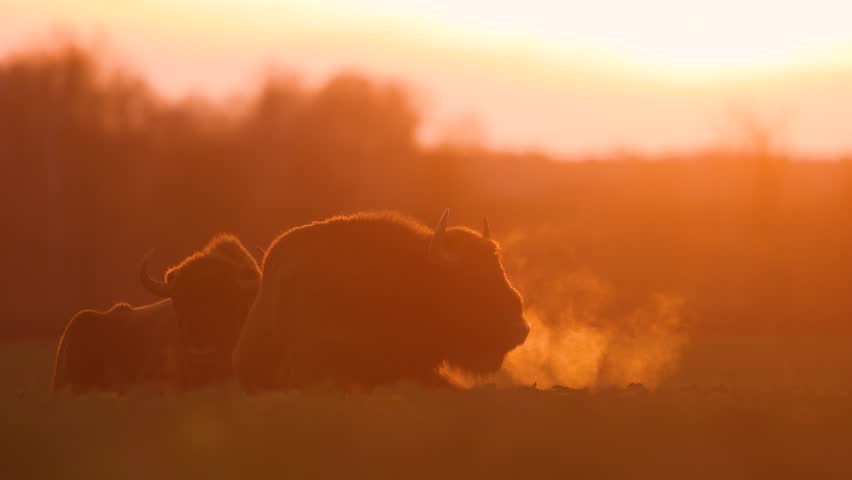 Mammals - wild nature European bison ( Bison bonasus ) Wisent bull standing on the winter field without snow sundown North Eastern part of Poland, Europe Knyszynska Primeval Forest