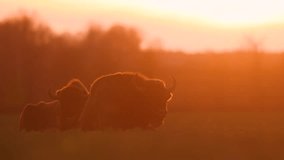 Mammals - wild nature European bison ( Bison bonasus ) Wisent bull standing on the winter field without snow sundown North Eastern part of Poland, Europe Knyszynska Primeval Forest - Powered by Shutterstock - Get 15% off with code: PIKWIZARD15
