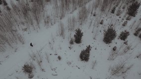 Aerial photography of a skier, a skier riding in the forest, aerial photography of skiing, a lone skier riding, cross-country skiing - Powered by Shutterstock - Get 15% off with code: PIKWIZARD15