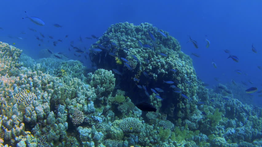Coral and fish in the Red Sea, Egypt