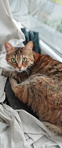 Bengal- Angora Cat, Green eyes, Loki, 14k ultra, fur, pattern, video