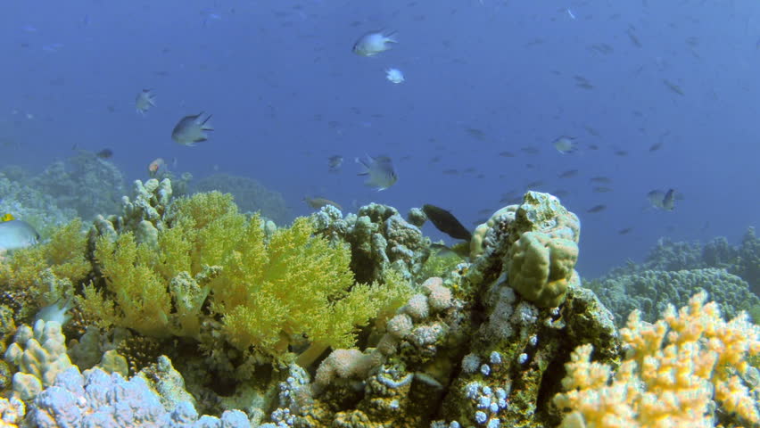Coral and fish in the Red Sea, Egypt