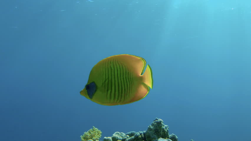 Coral and fish in the Red Sea, Egypt