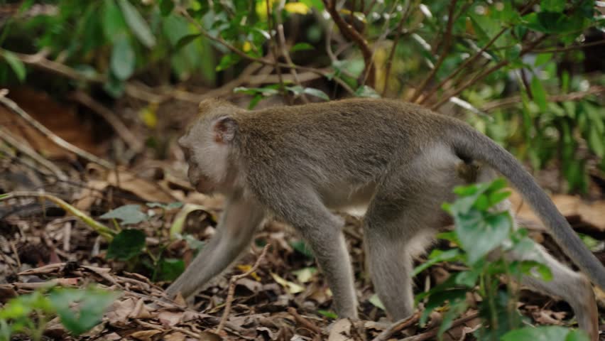Long-tailed Macaque Walking Through The Sacred Monkey Forest Sanctuary In Ubud, Bali, Indonesia. - closeup shot
