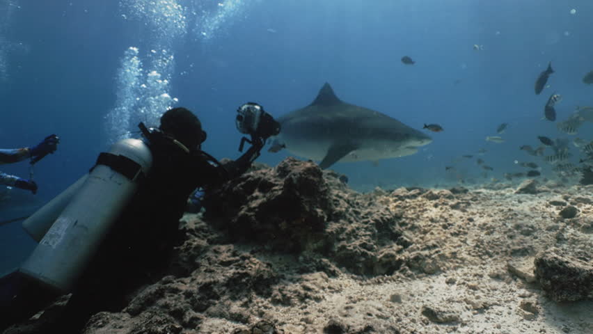Tiger shark (Galeocerdo cuvier) Scuba diver films a tiger shark tries to retrieve a piece of fish from beneath rocks. Divera look at sharks swimming in Maldives island. Wild marine underwater animals