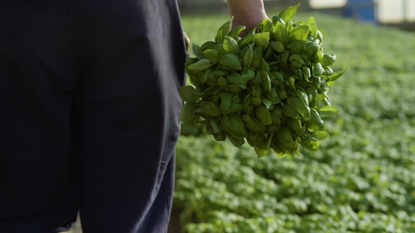Person walking with a bunch of green basil, inside a greenhouse at a basilica farm