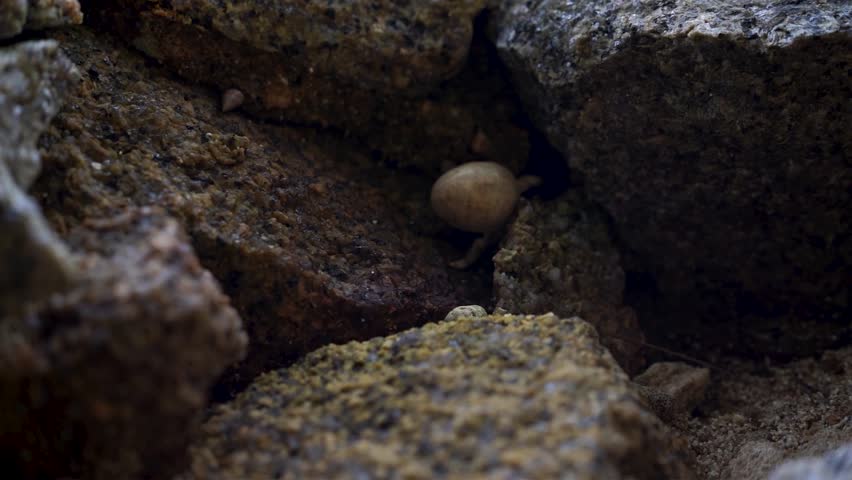 Small Mahe hermit crab slowly moving and hiding among mossy dark rocks on a cold feeling day, hand held.