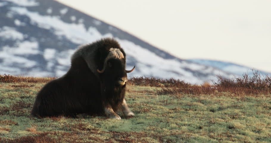 Medium shot, front view, musk oxen bull sit and scratch itch in sunlight glow