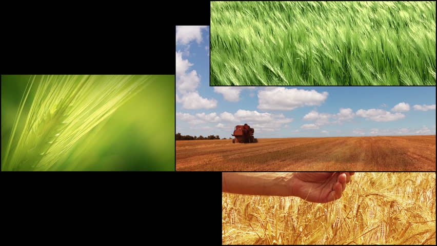 6 in 1. Wheat. Harvesting. You will see these videos in full resolution and