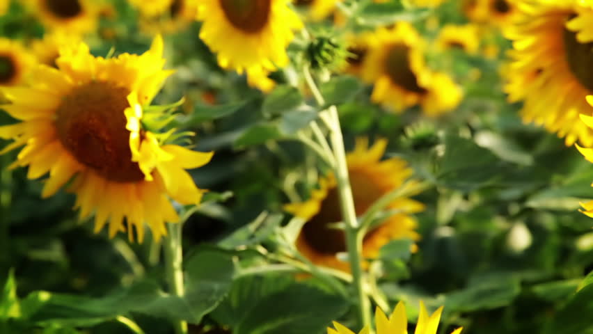 Summer. A sunny day. Bright sunflower appear on the background of many