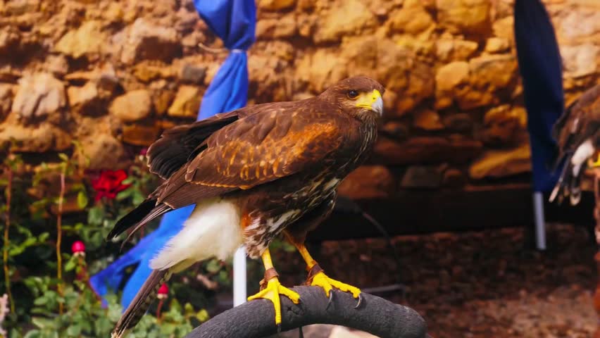 Hawk Perched On A Wire  