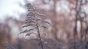 Winter Meadow Solidago Goldenrods Withered Plant Covered in Morning Hoarfrost on Cold Day with Brown Background Boho Style - Powered by Shutterstock - Get 15% off with code: PIKWIZARD15