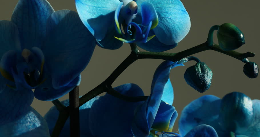Beautiful blue orchid flower on color background, closeup
