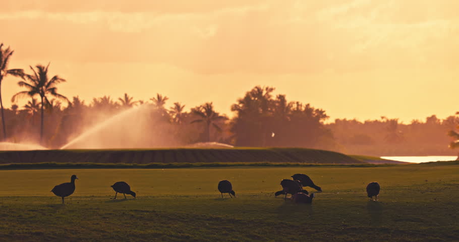 Sunset over tropical field palms lagoon and lake, birds on golf course at sunrise with palm trees in background