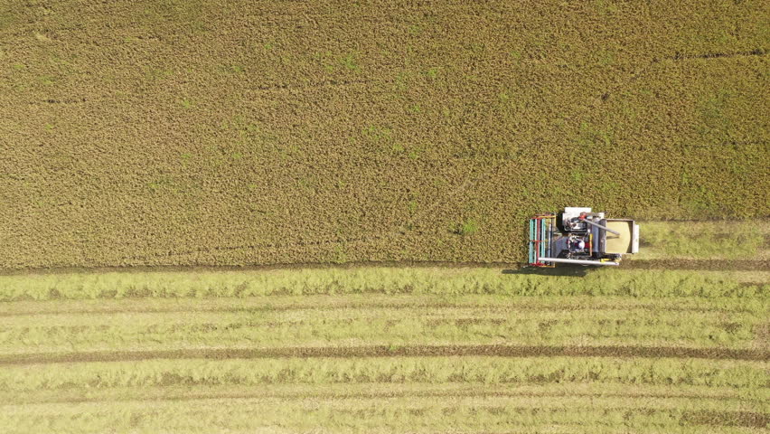 A combine harvester is harvesting rice in a field.