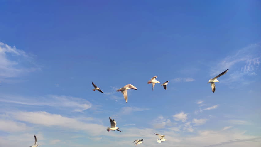 Shutterstock Video