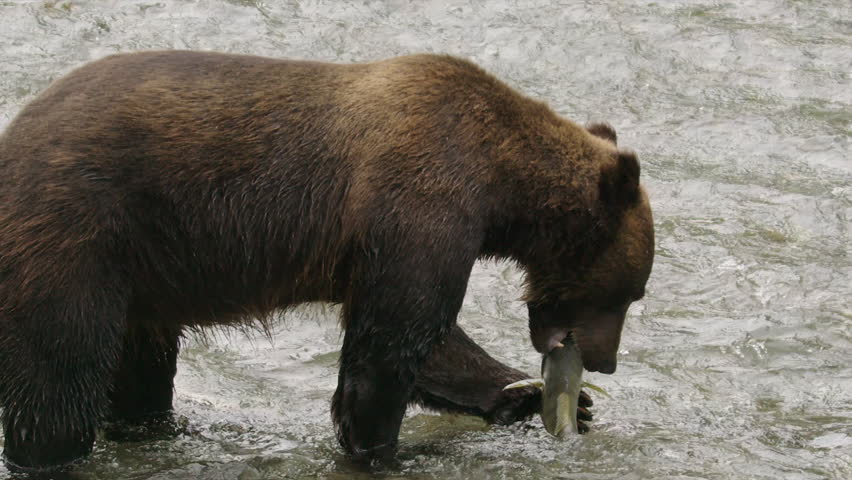 Slo mo Grizzly bear catches big Chum salmon spawning in shallow river