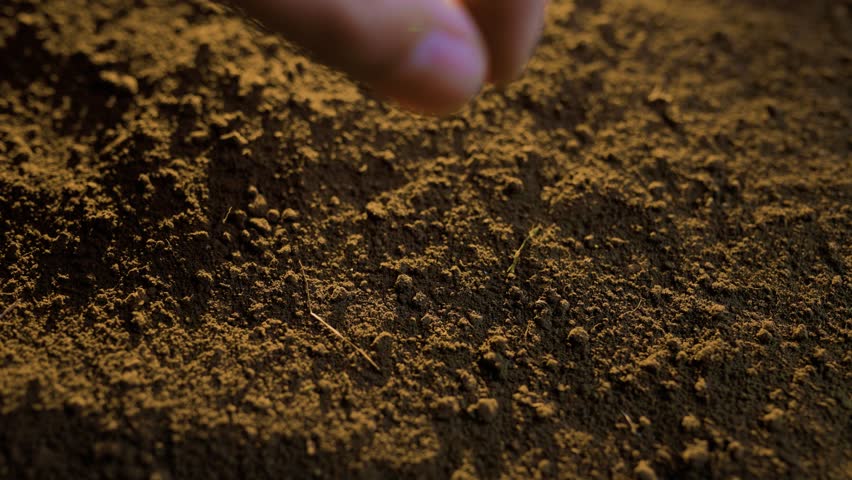 Hands carefully place seeds into the rich soil on the ground, nurturing future plants and ensuring a healthy garden. This activity promotes growth and connects with nature.