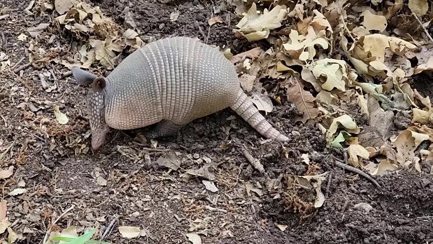 Handheld video of an armadillo digging in the ground. Likely a 9 Banded Armadillo.