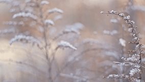 Winter Meadow Solidago Goldenrods Withered Plant Covered in Morning Hoarfrost on Cold Day with Brown Background Boho Style - Powered by Shutterstock - Get 15% off with code: PIKWIZARD15