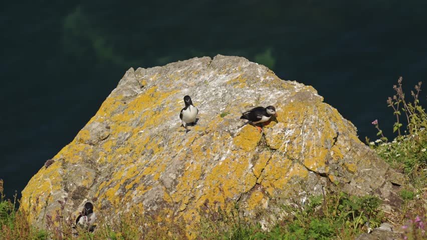 Puffin and Guillemot on Skomer Island in Wales, UK Birds and Wildlife on the Coast, Perching on Rocks