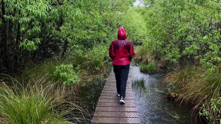 Tourist walking Glenorchy wetlands trail habitat in pouring rain