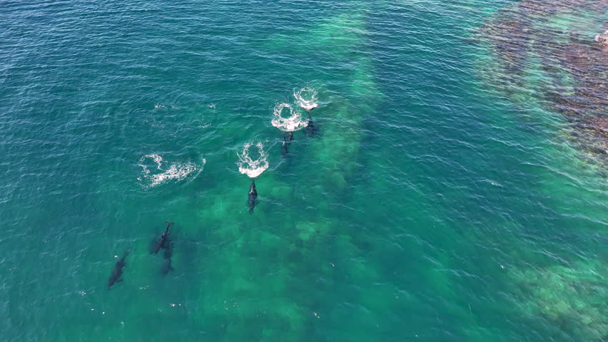 Epic drone footage of a pod of orcas cutting through the Pacific waters near Baja California, an awe-inspiring marine wildlife scene. Wide aerial footage.