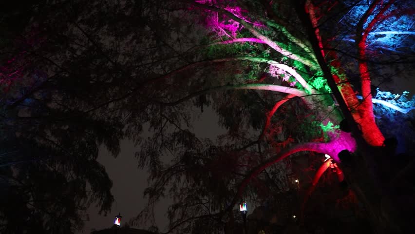 A mesmerizing shot captures vibrant trees glowing at night, their colorful lights illuminating the darkness with a magical ambiance.