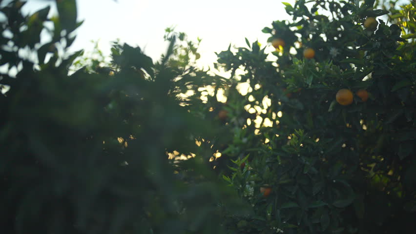 Gimbal shot sliding to reveal an orange tree during sunrise with the Sun-rays glowing through the branches, New Zealand