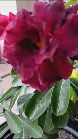 Adenium obesum, dessert rose, ornamental plant with flowers of various colors, tuberous roots to store water reserves and food essence, resistant to hot sun and weather