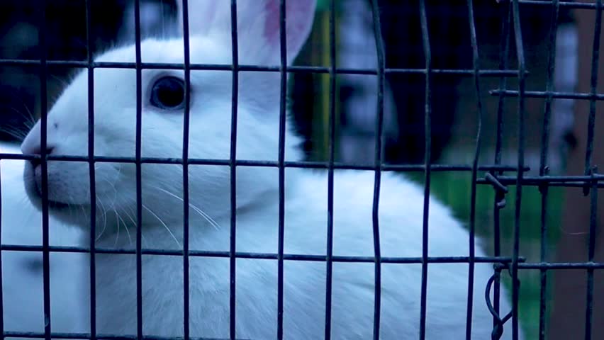 A White Fluffy Domestic Rabbit In A Small Cage Looking Around And Hopping